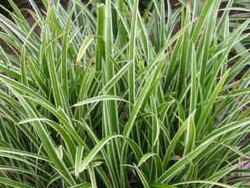Carex Icedance — photo 2